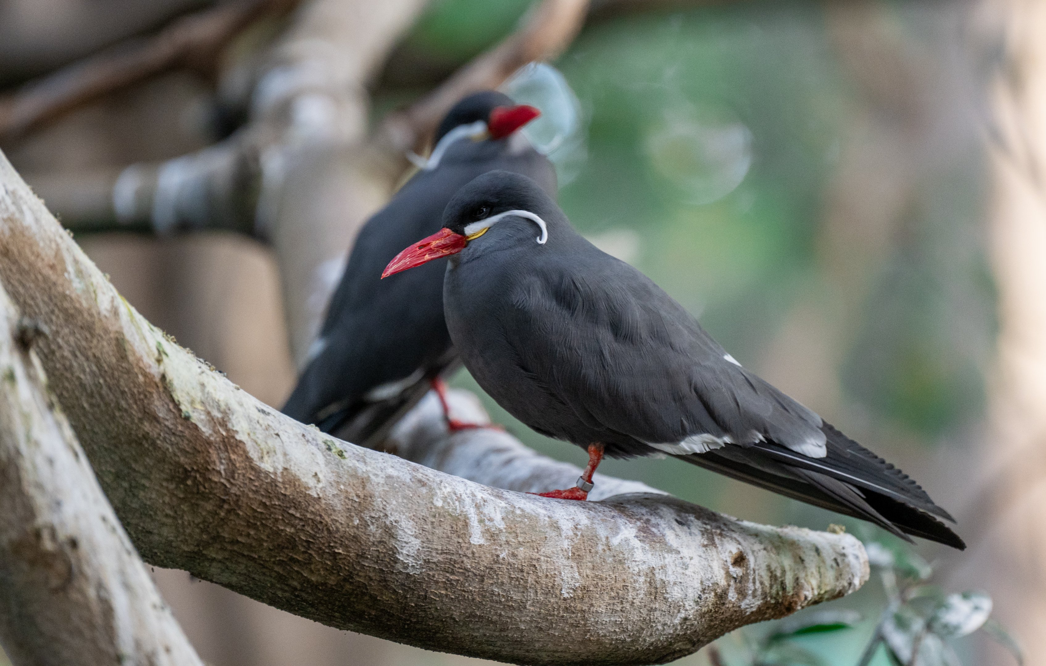 Inca Tern