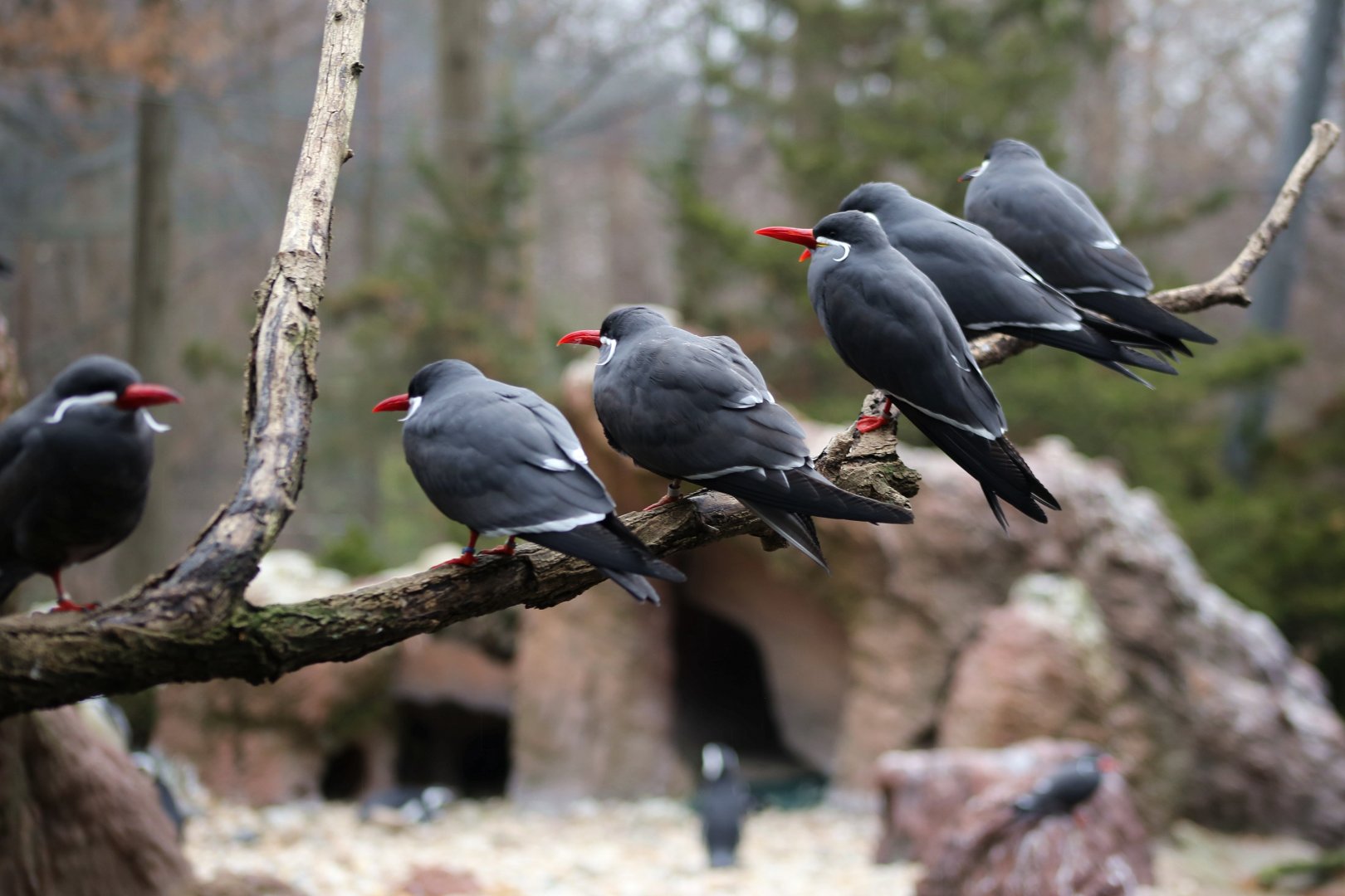 Inca Tern