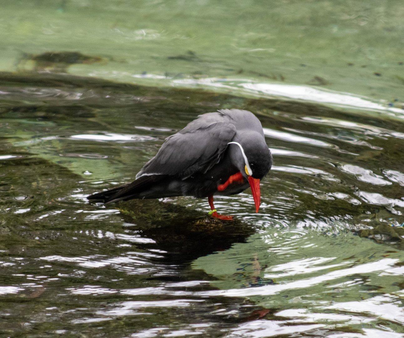 Inca Tern