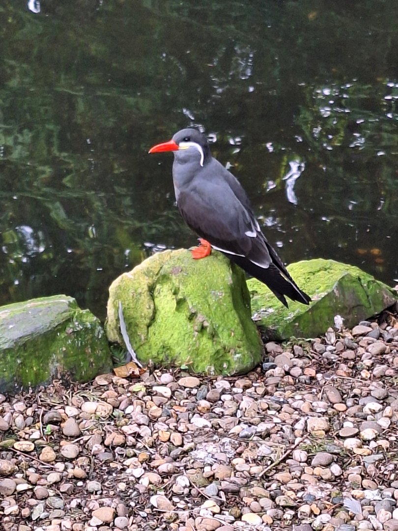 Inca Tern