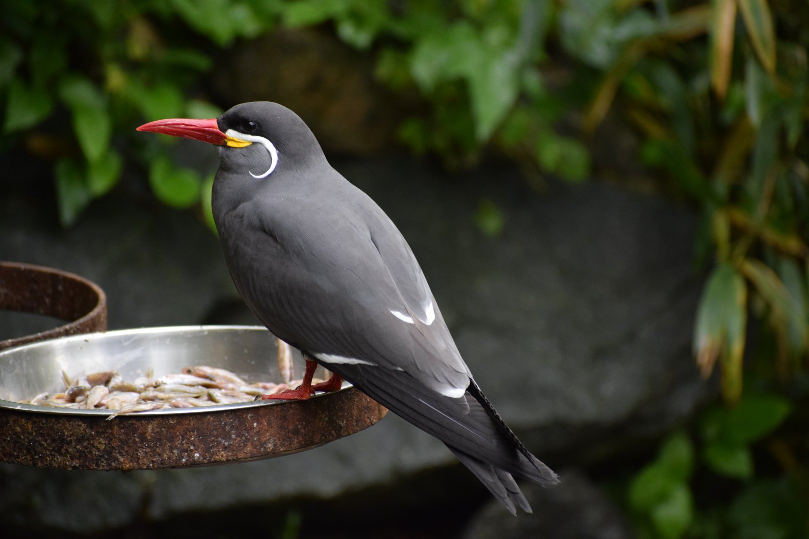 Inca tern