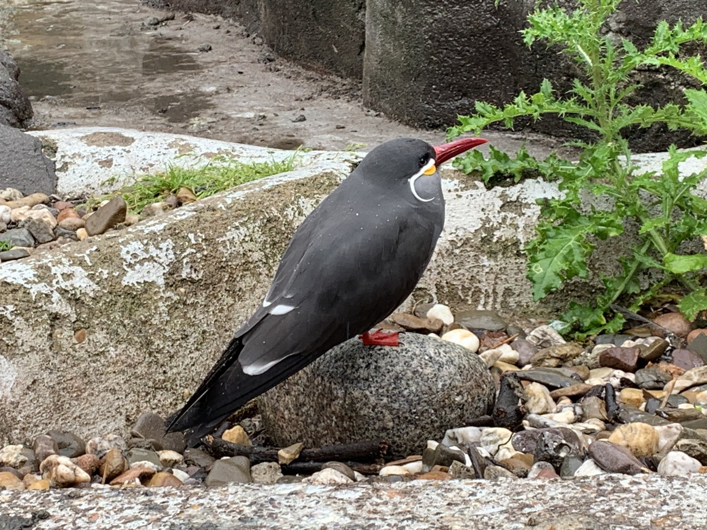 Inca tern