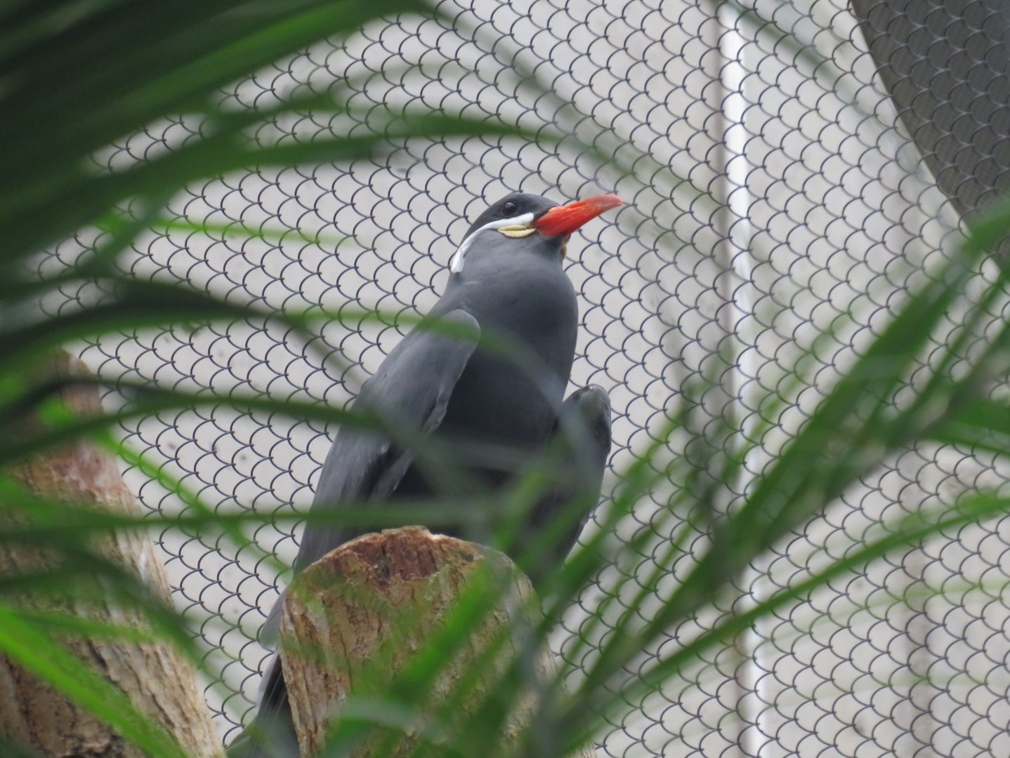 Inca tern