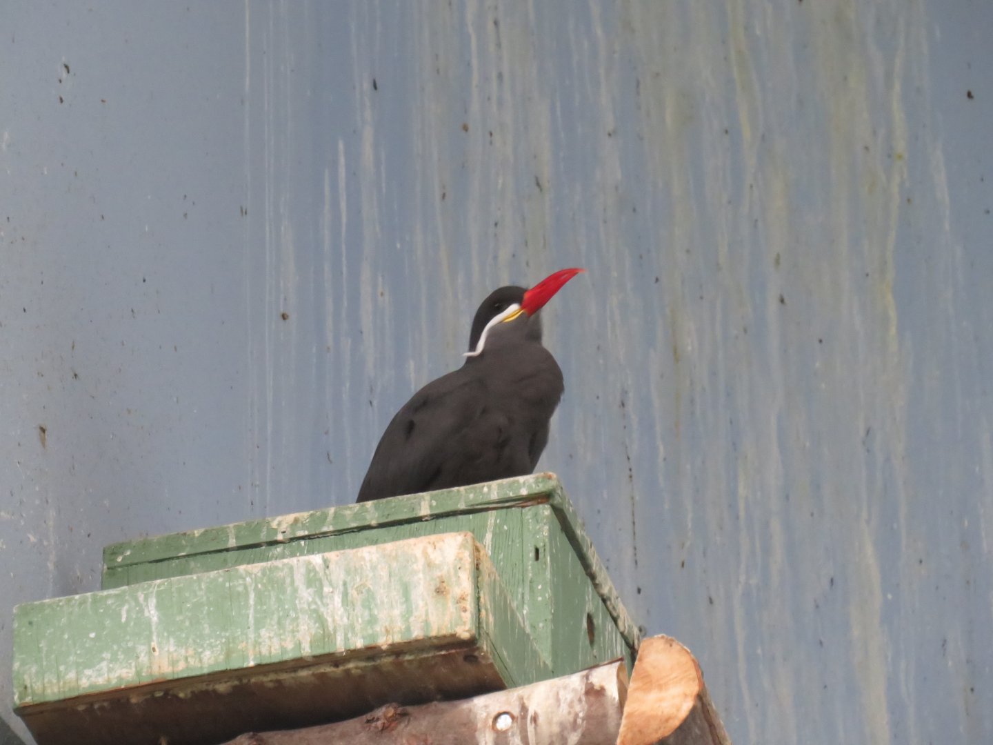 Inca tern