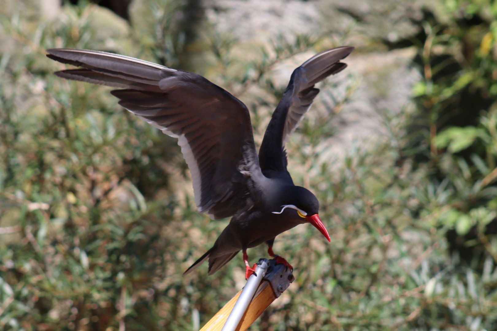 Inca Tern