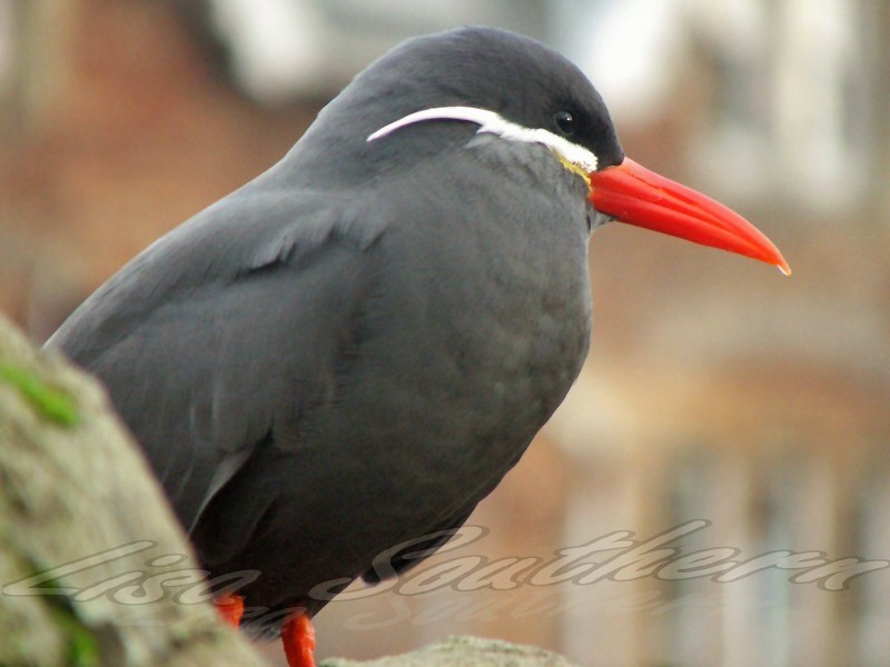 Inca Tern