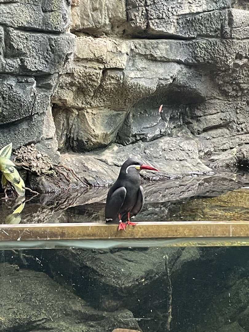 Inca Tern