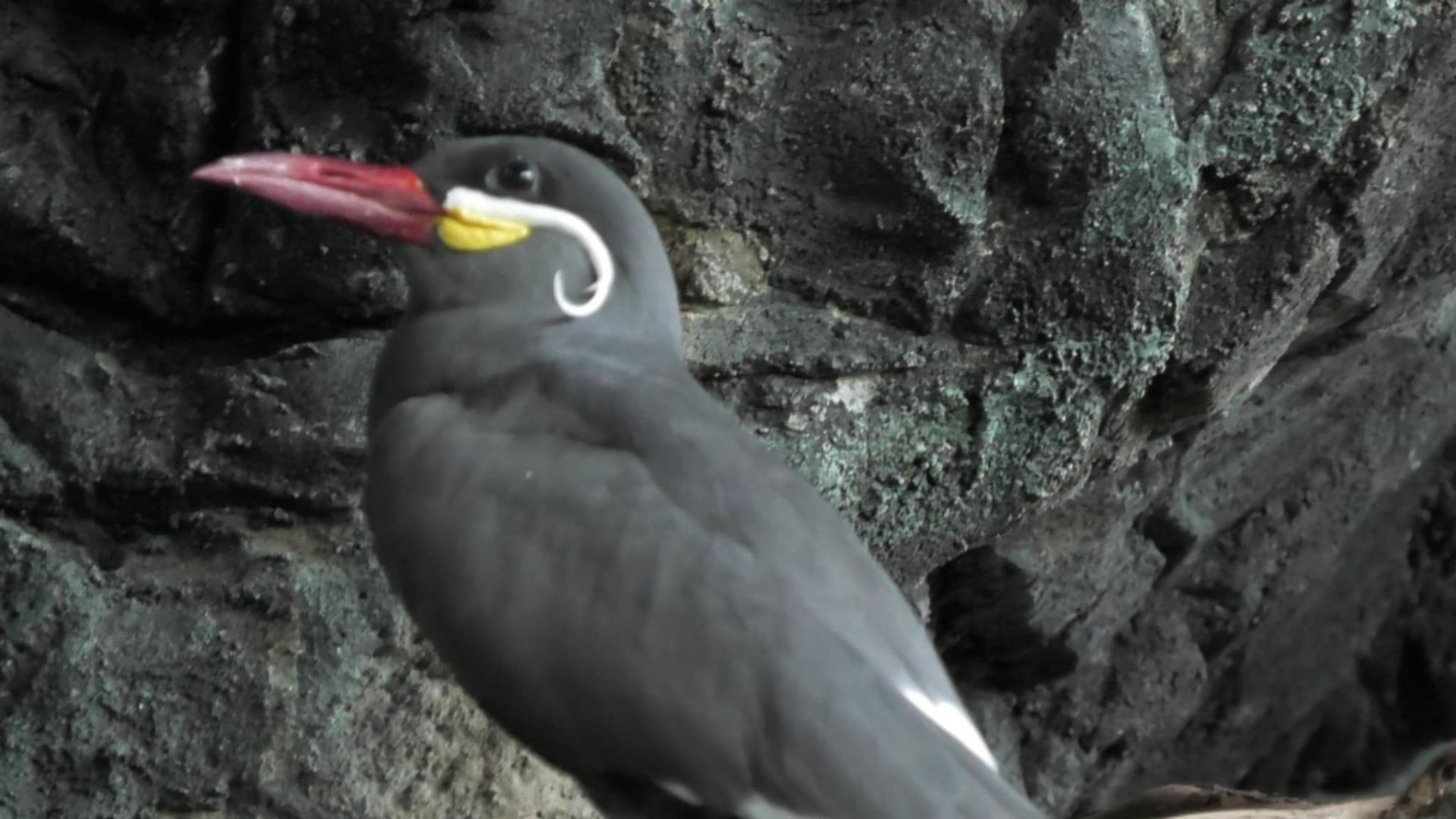Inca tern