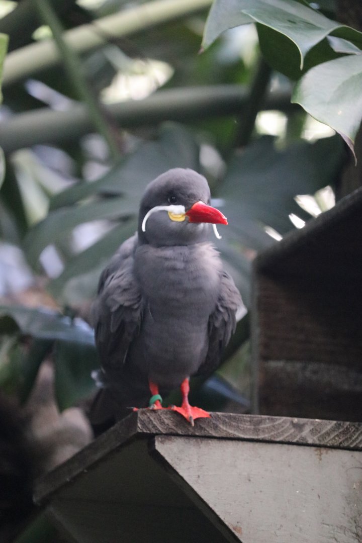 Inca Tern