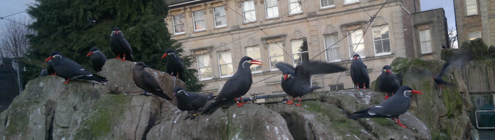 Inca Terns 14/1/13
