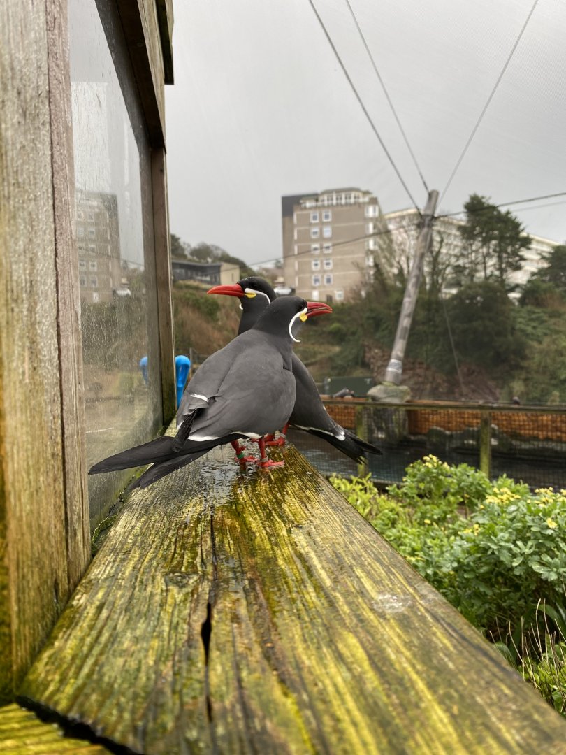 Inca terns 160220