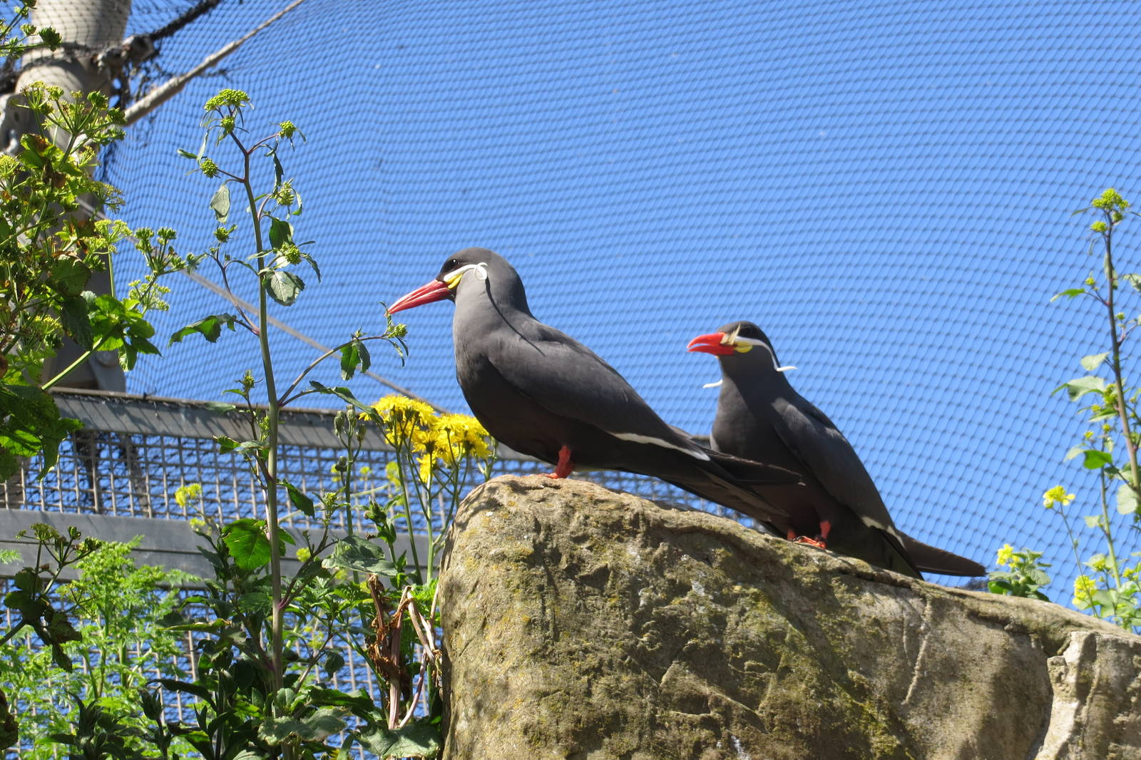 Inca Terns 160515