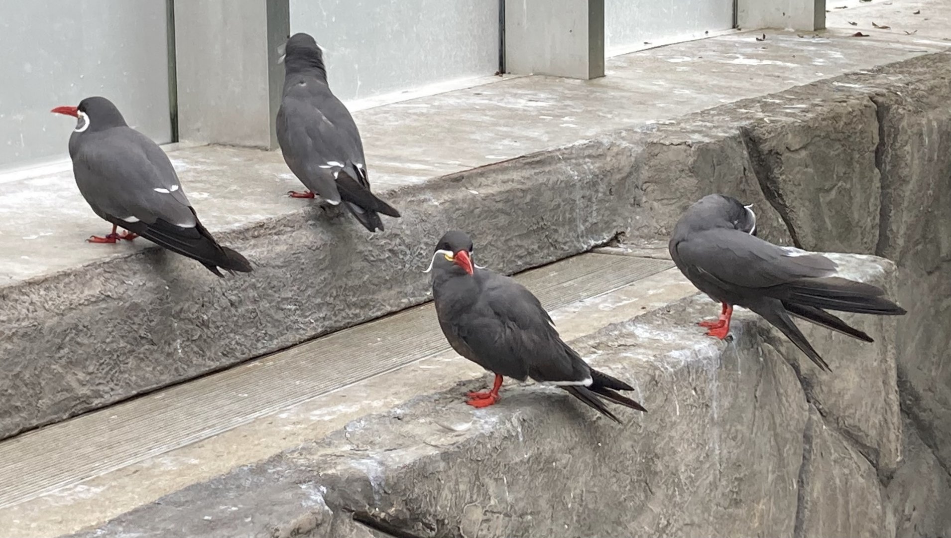 Inca Terns (8/8/24)