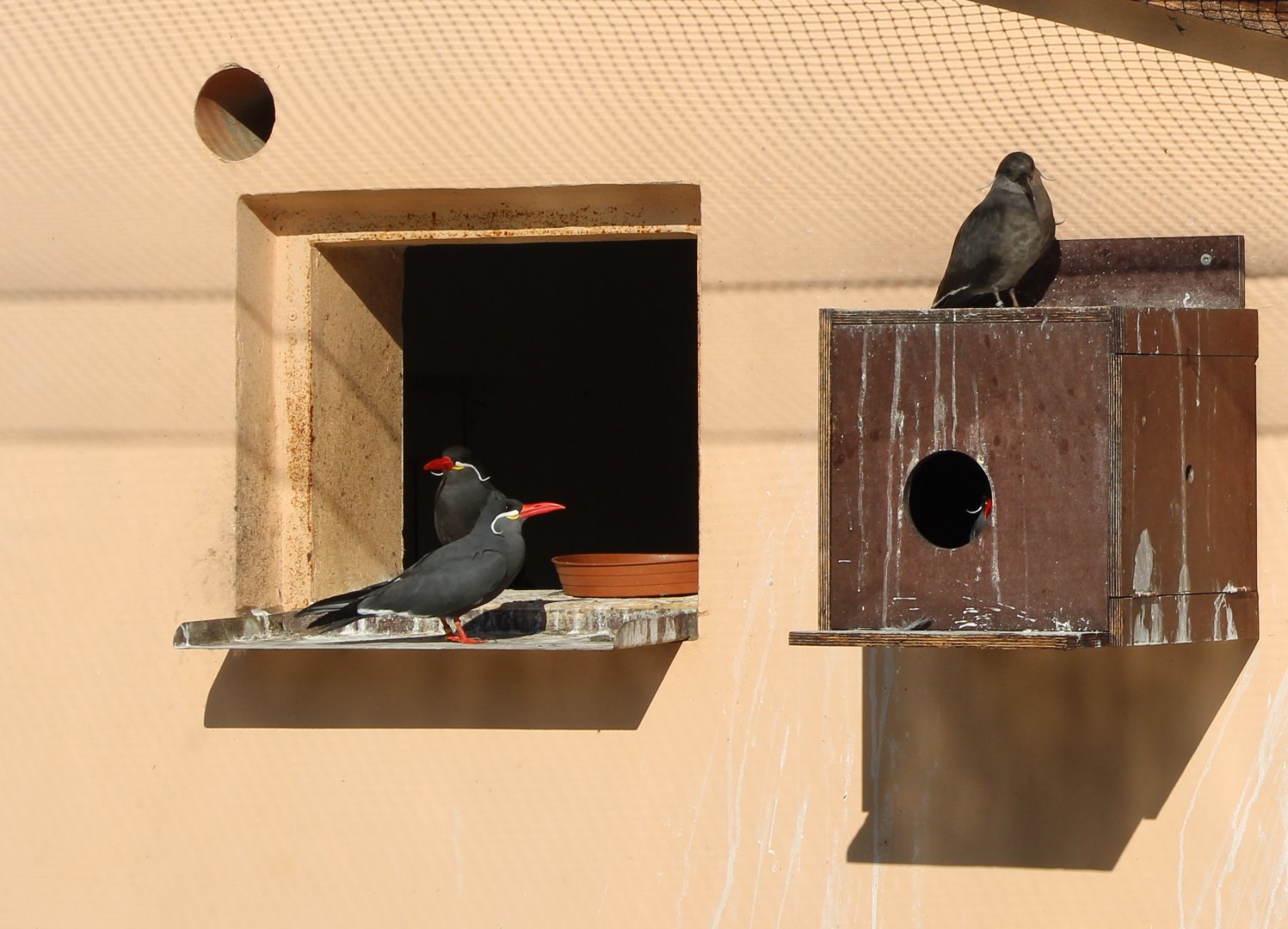 Inca terns and nestbox