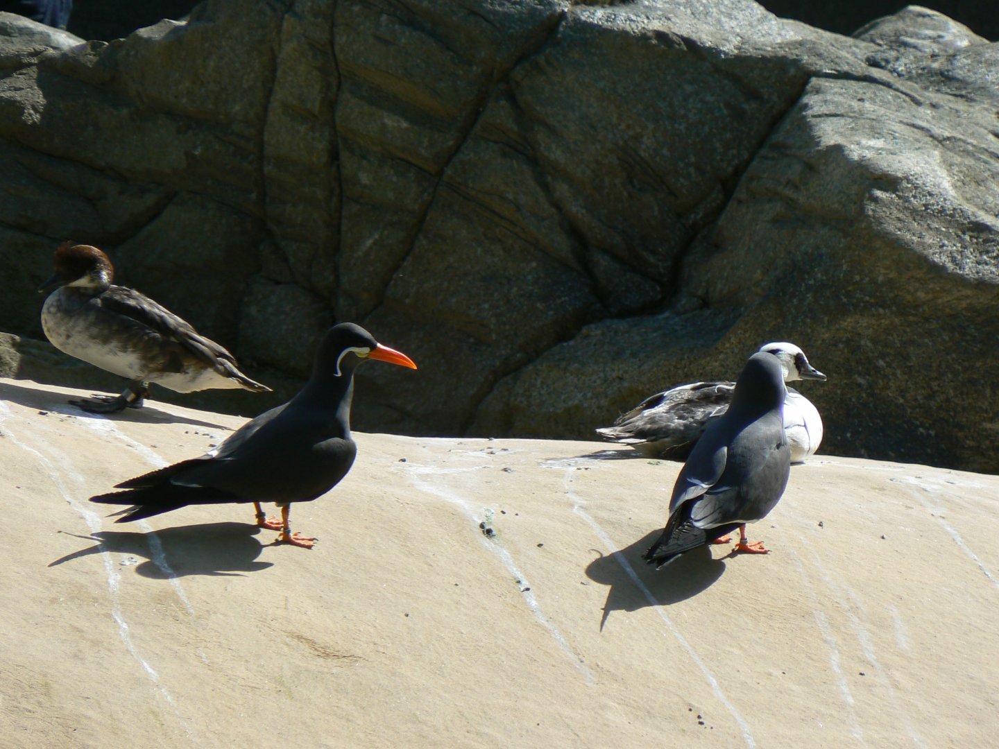 Inca Terns and Smew - 13 May 2018
