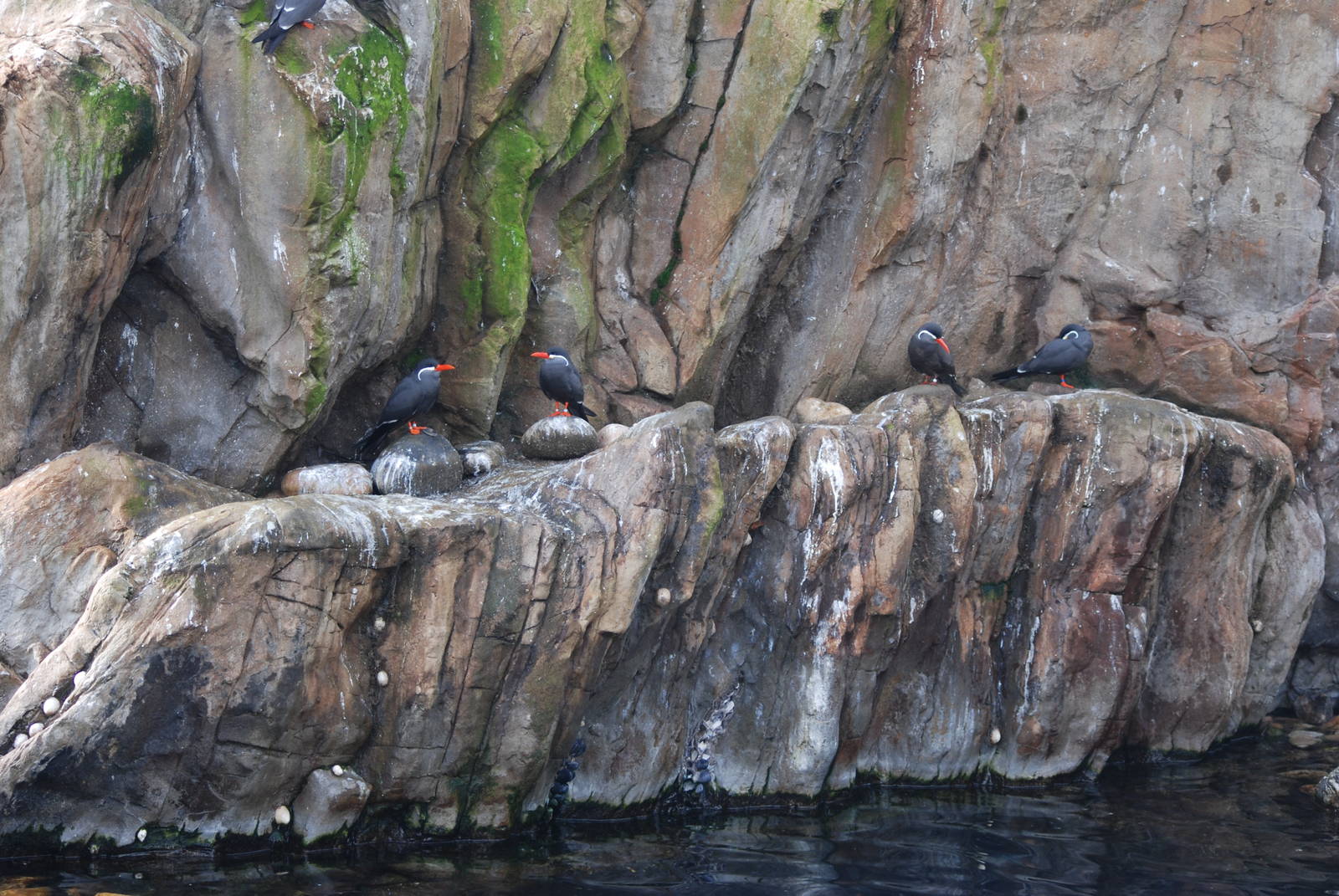 Inca Terns at Bristol, 06/02/12