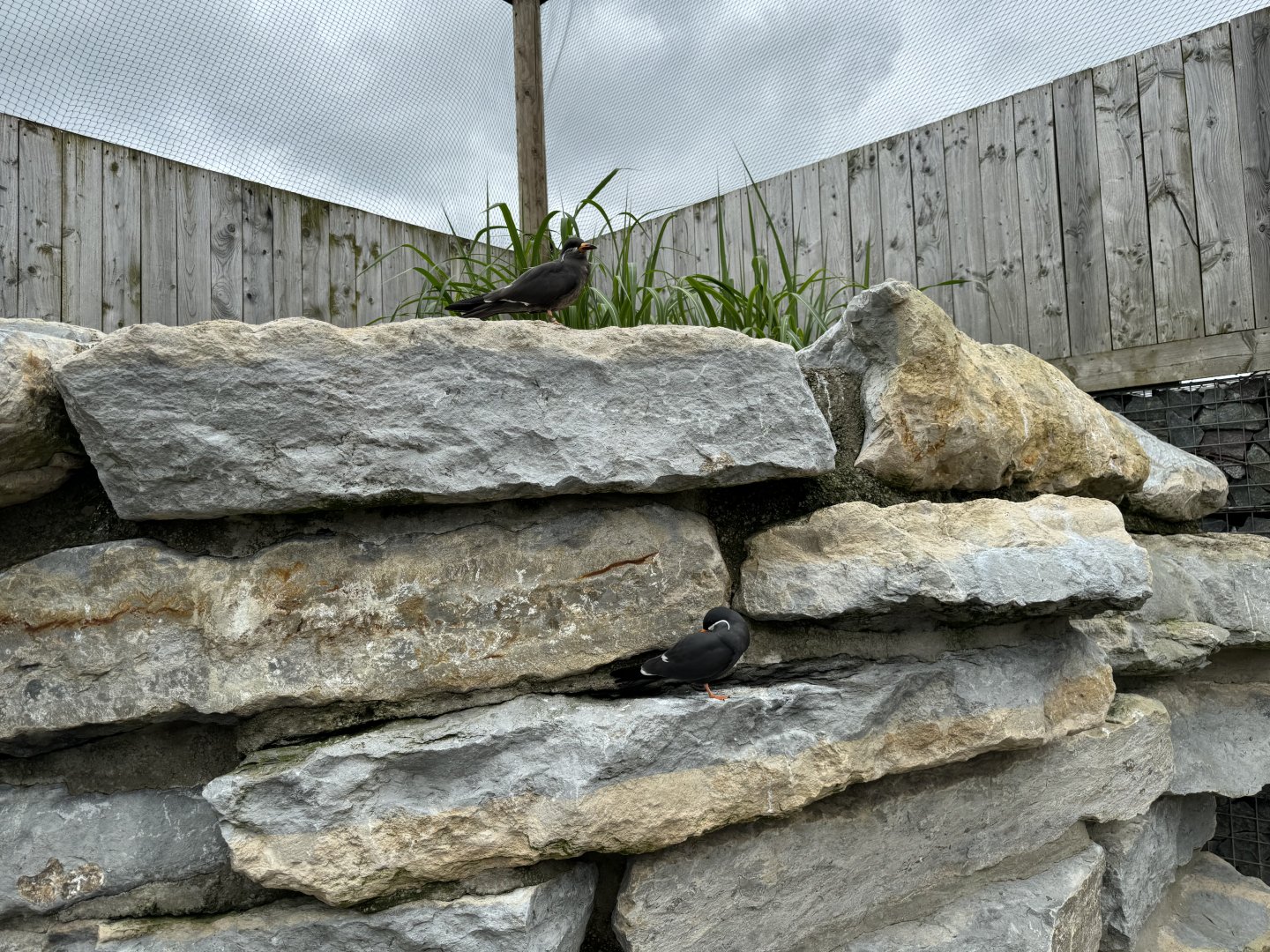 Inca Terns at Woodside Wildlife Park (May 2024)