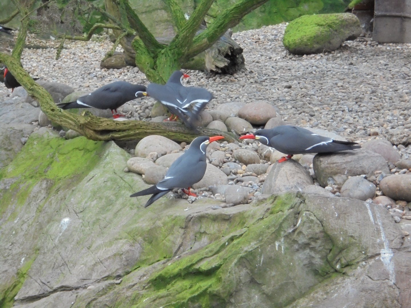 Inca terns in Penguin coasts