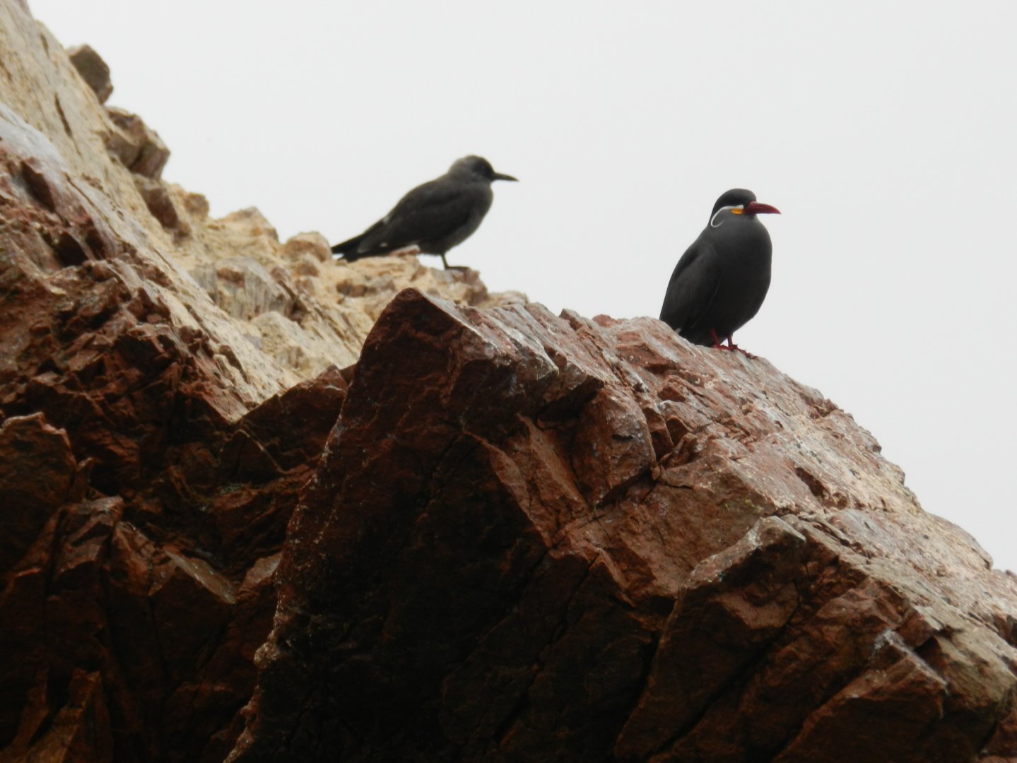 Inca terns - Islas Ballestas