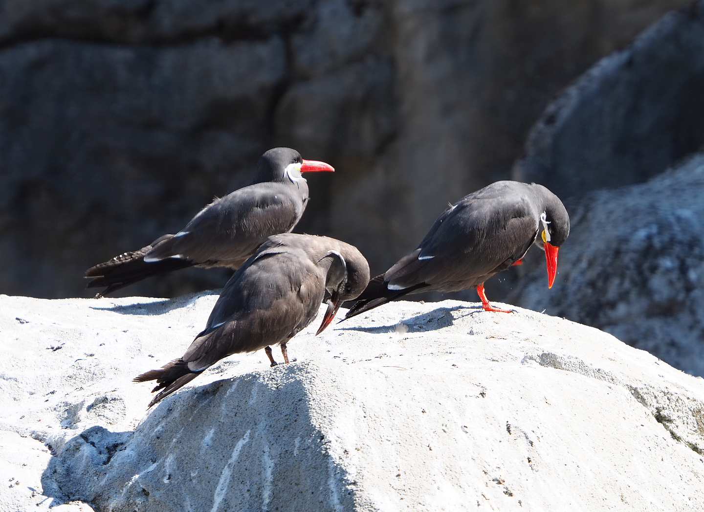 Inca terns (Larosterna inca), 2020-07-21