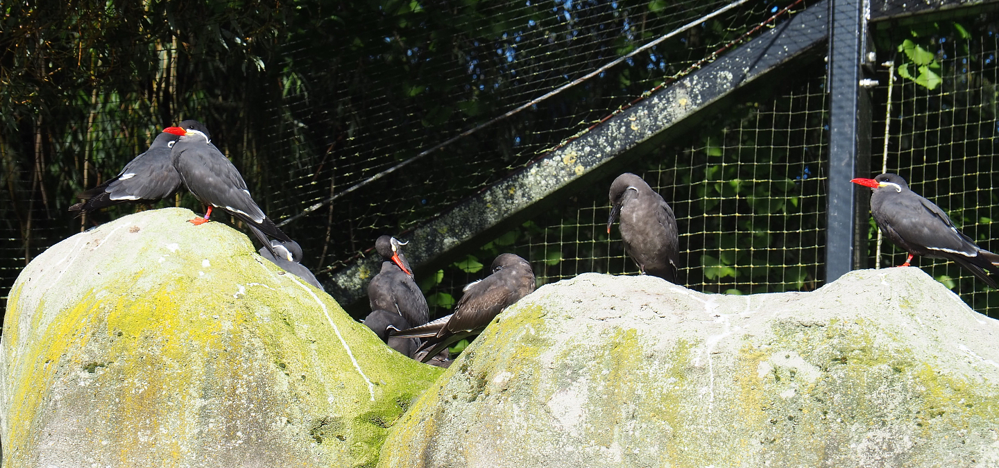 Inca terns (Larosterna inca), 2020-10-10