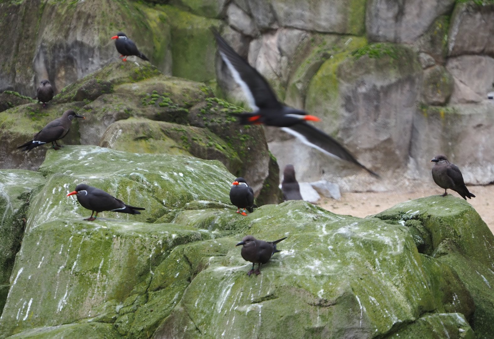 Inca terns (Larosterna inca), 2021-11-06