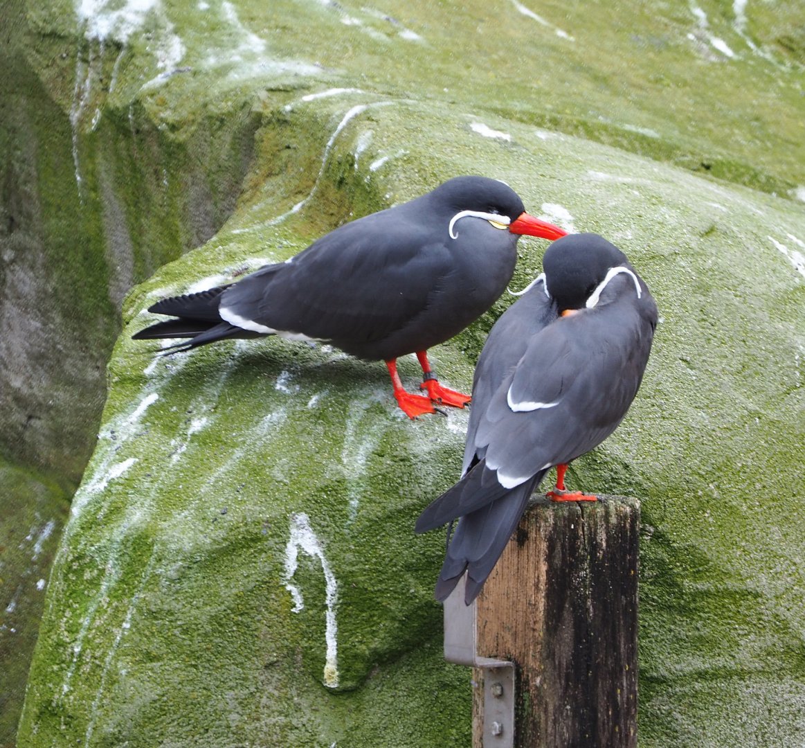 Inca terns (Larosterna inca), 2021-11-06