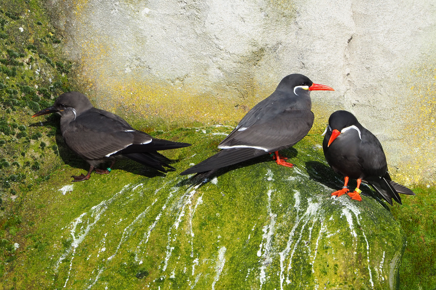 Inca terns (Larosterna inca), 2022-01-30