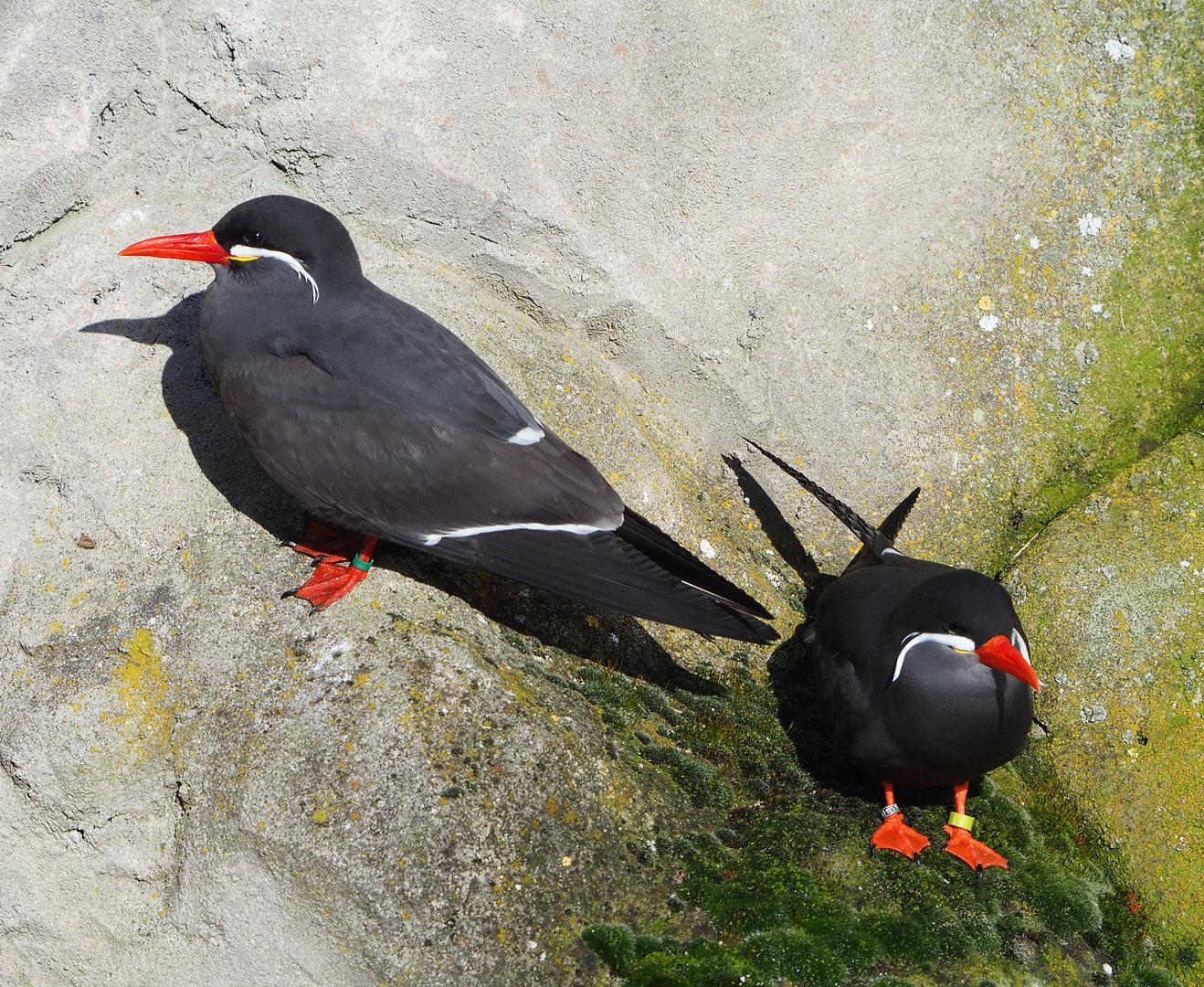 Inca terns (Larosterna inca), 2022-02-12