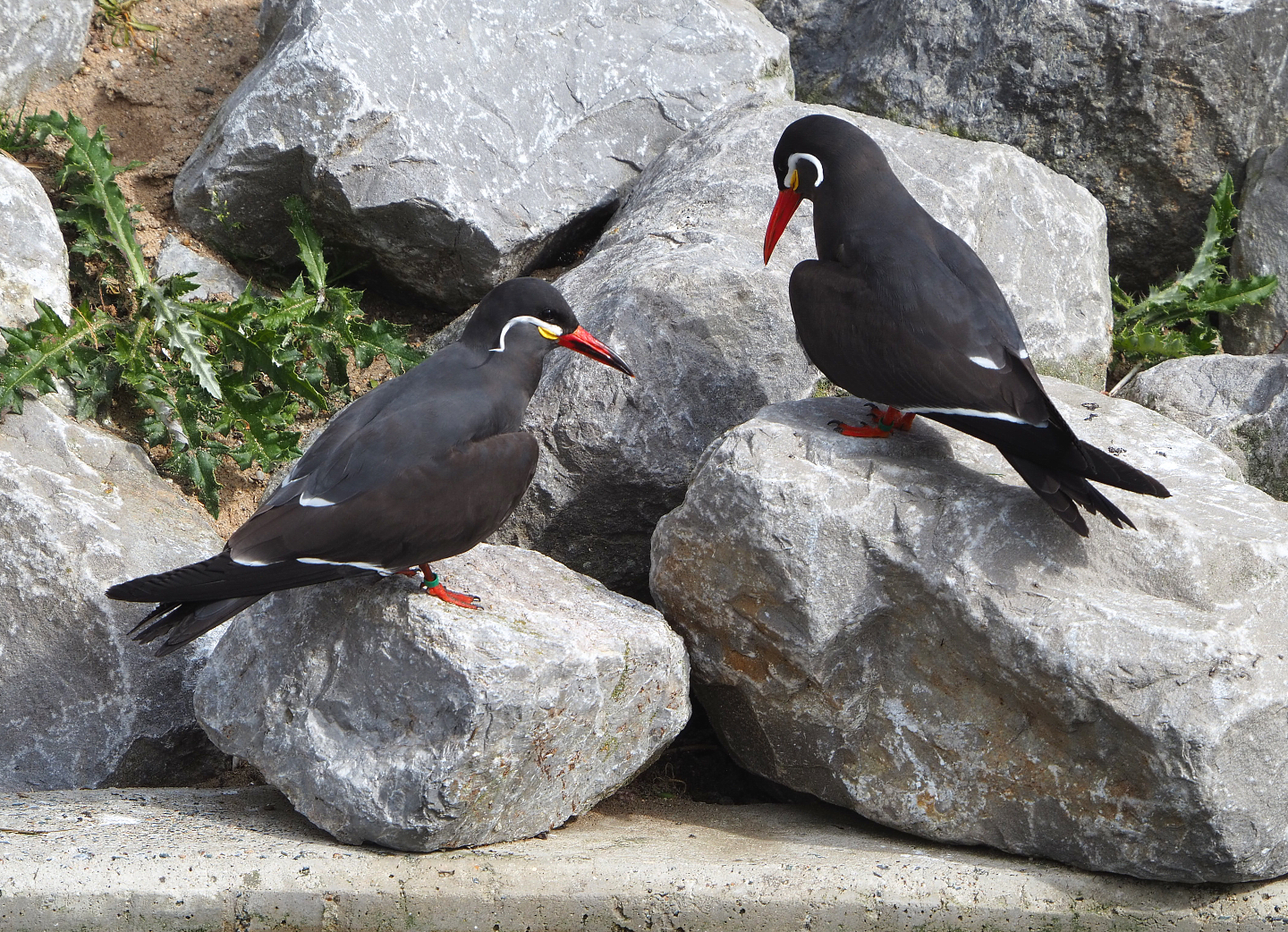 Inca terns (Larosterna inca), 2022-04-12