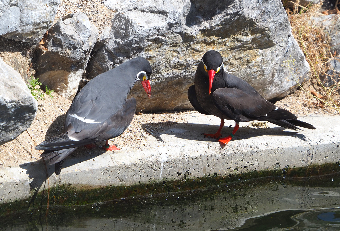 Inca terns (Larosterna inca), 2022-05-28