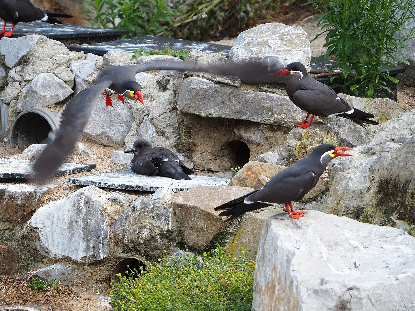 Inca terns (Larosterna inca), 2022-07-03