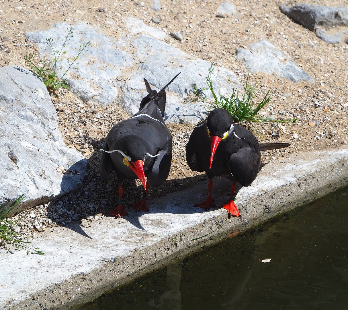 Inca terns (Larosterna inca), 2022-07-16
