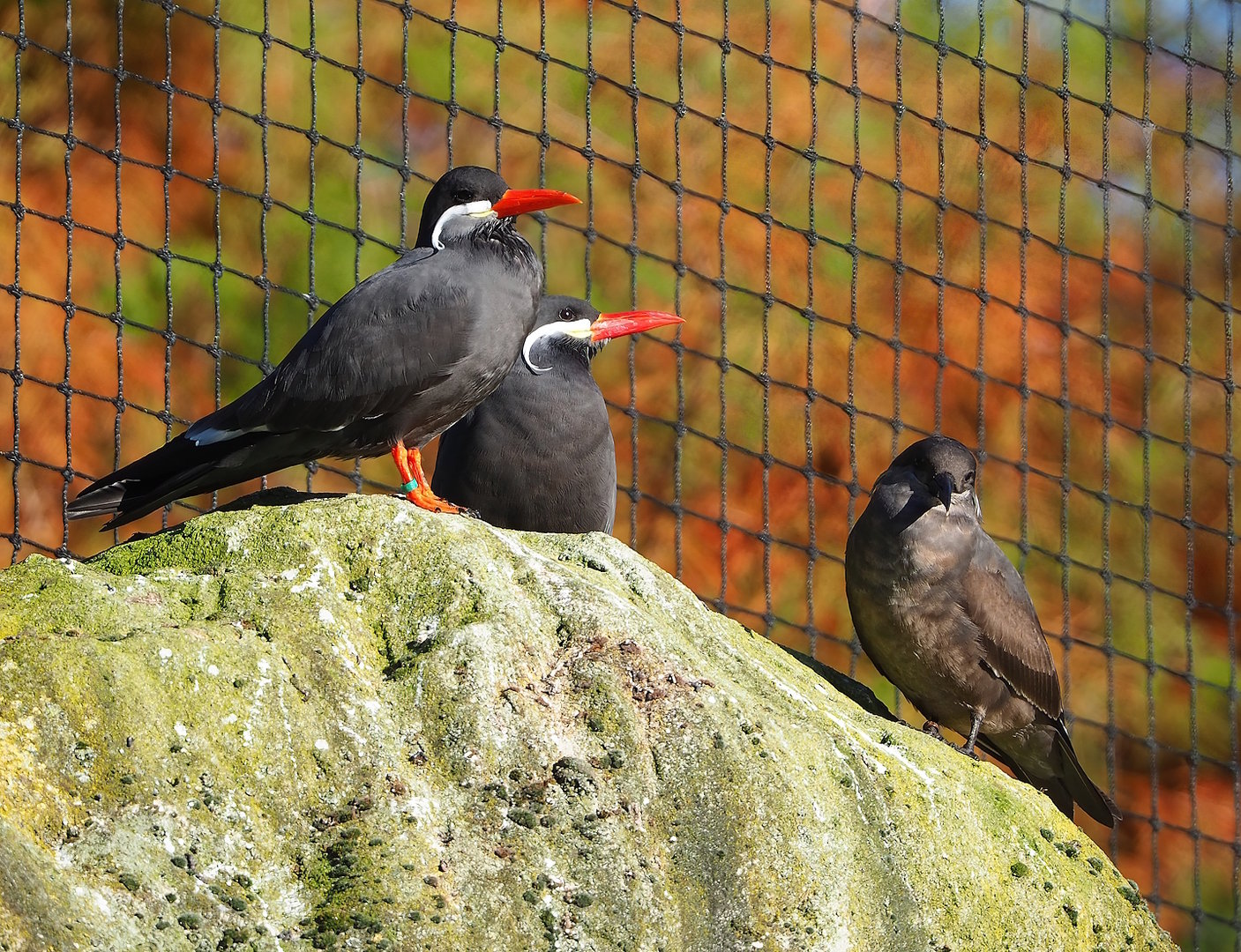 Inca terns (Larosterna inca), 2022-11-12