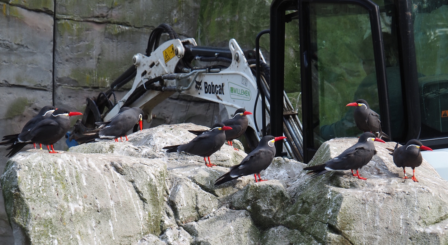 Inca terns (Larosterna inca), 2023-10-04