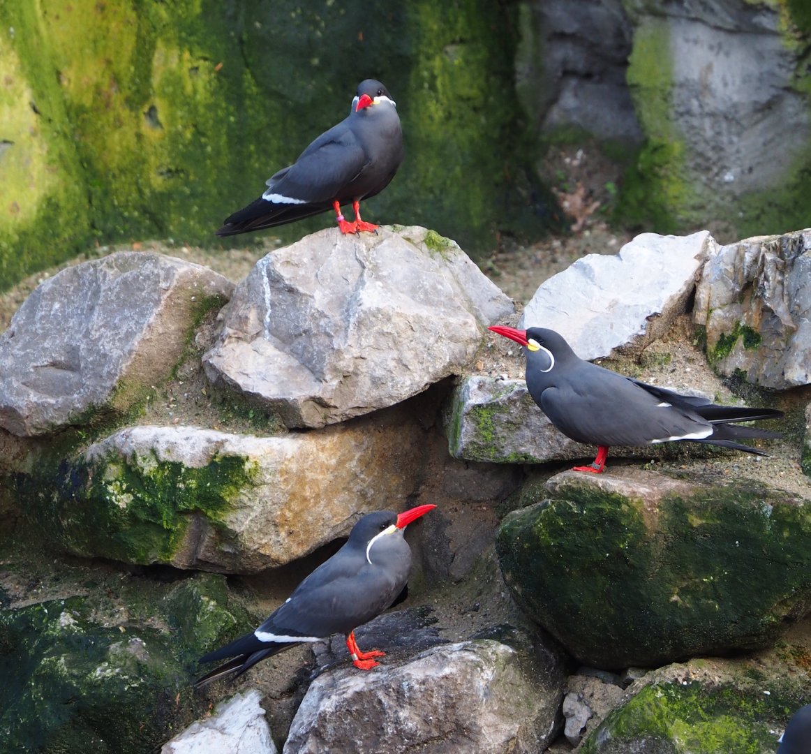 Inca terns (Larosterna inca), 2024-01-01