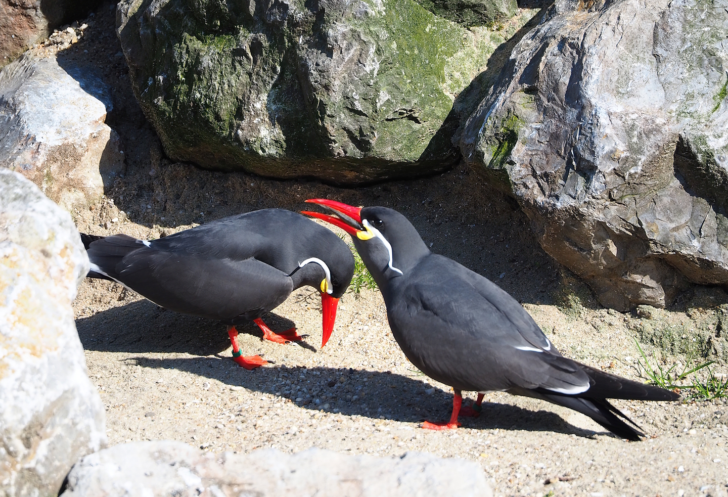Inca terns (Larosterna inca), 2024-03-04