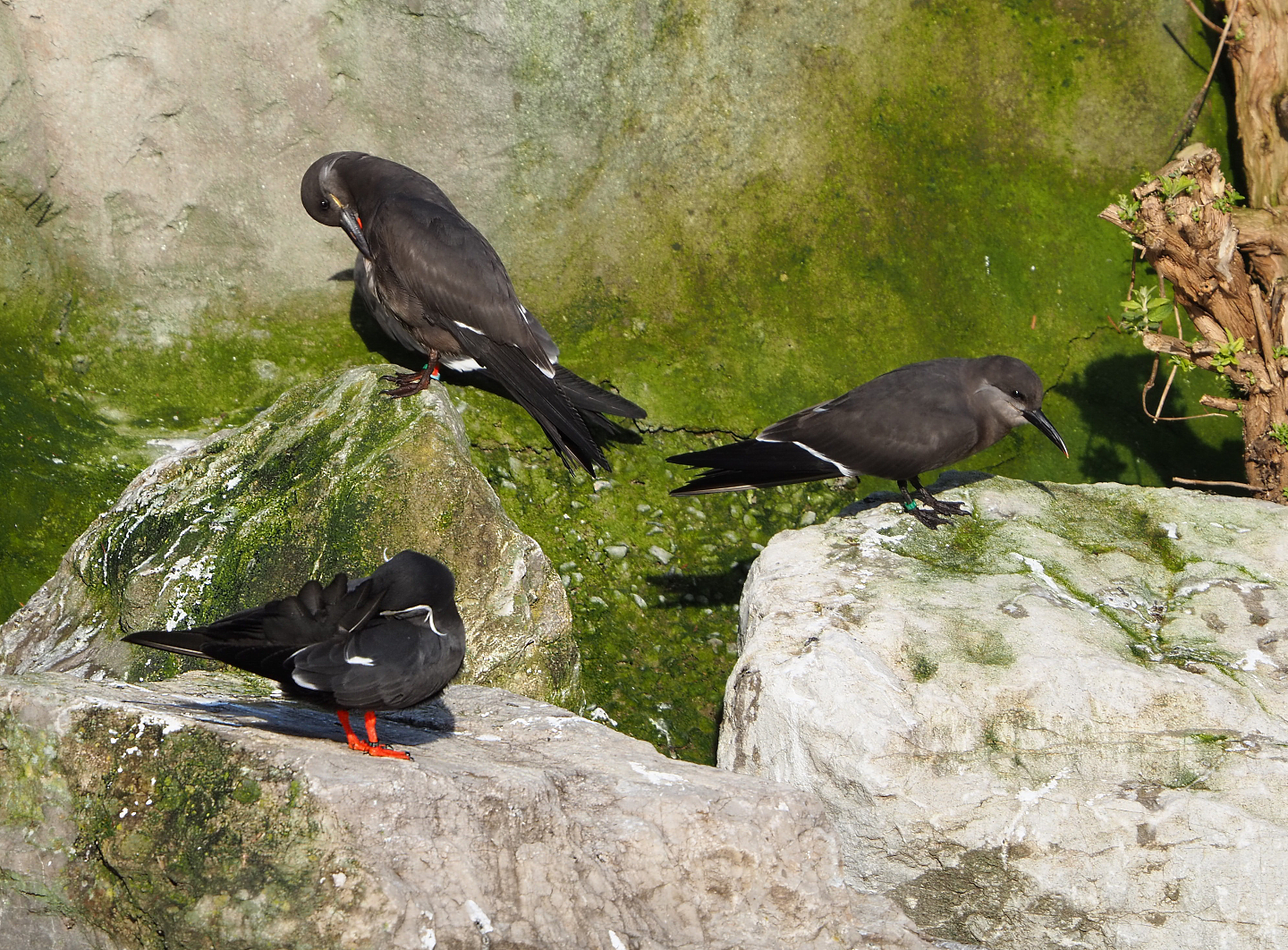 Inca terns (Larosterna inca), Adult and juveniles, 2021-12-22