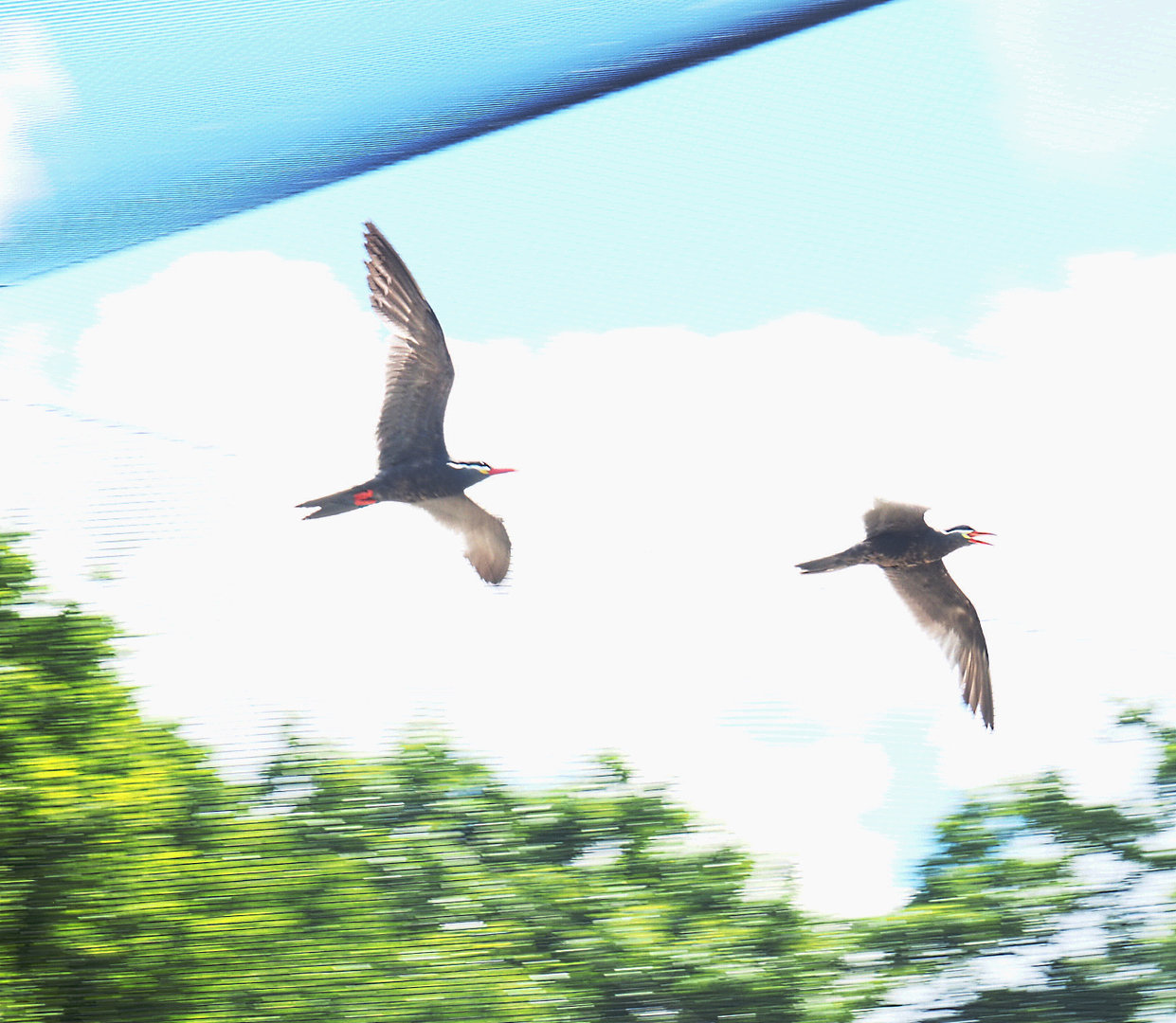 Inca terns (Larosterna inca) in flight, 2022-05-28