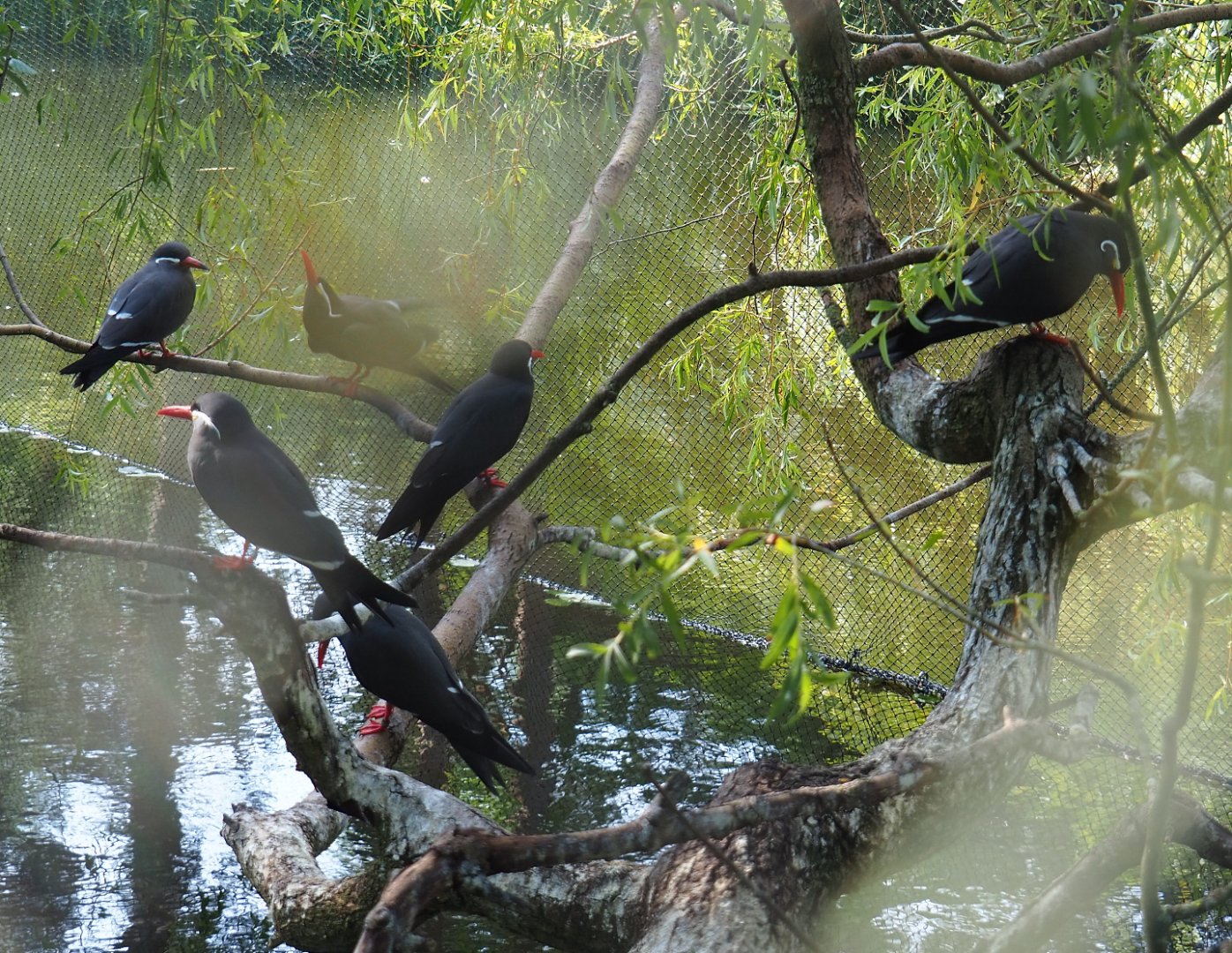 Inca terns (Larosterna inca), temporarily housed in the Australian aviary, 2020-06-12