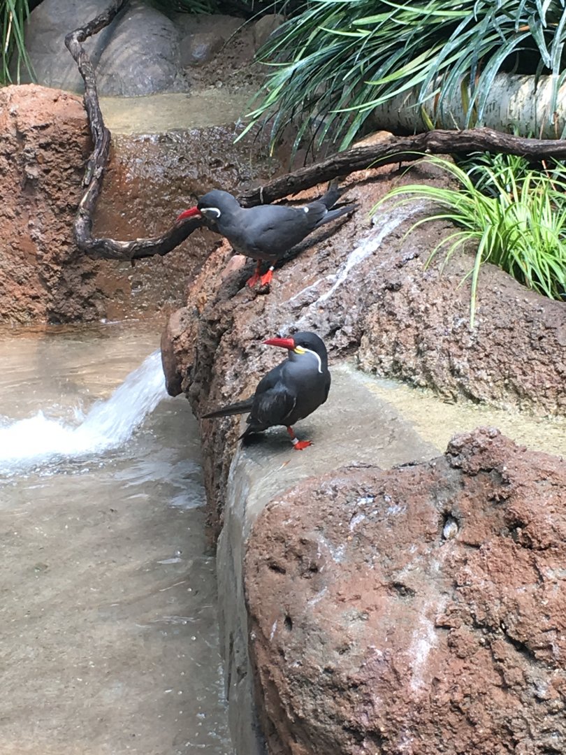 Inca Terns | Milwaukee County Zoo