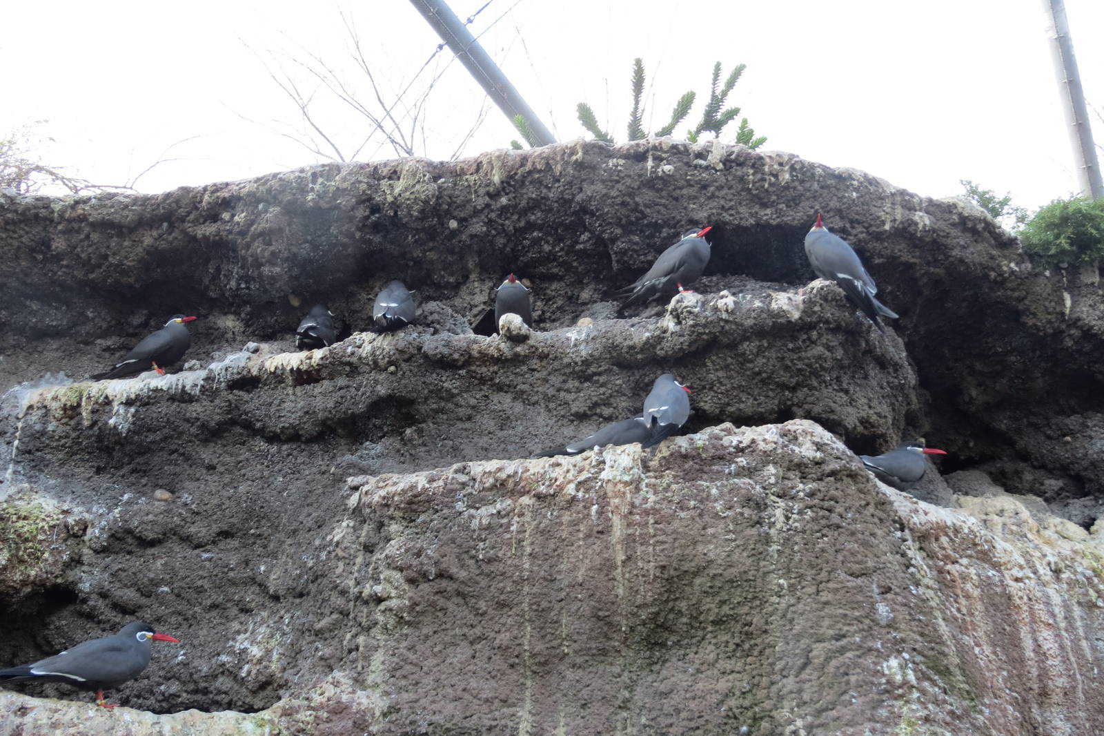 Inca Terns - Sea Bird Colony 031215