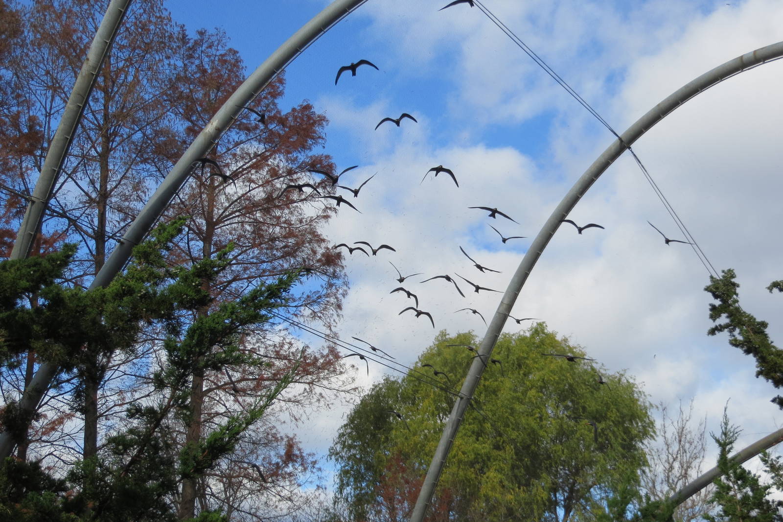 Inca Terns - Sea Bird Colony 031215