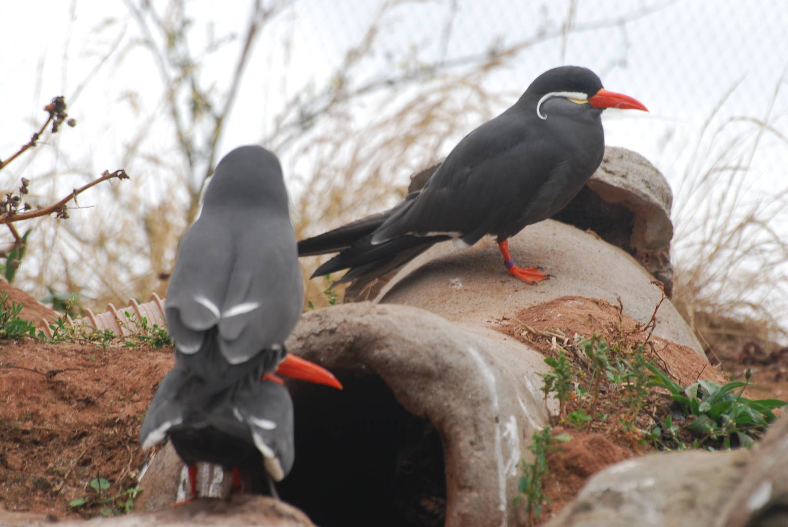 Inca terns starting the next generation...