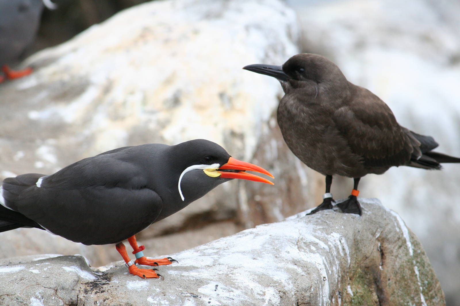Inca terns