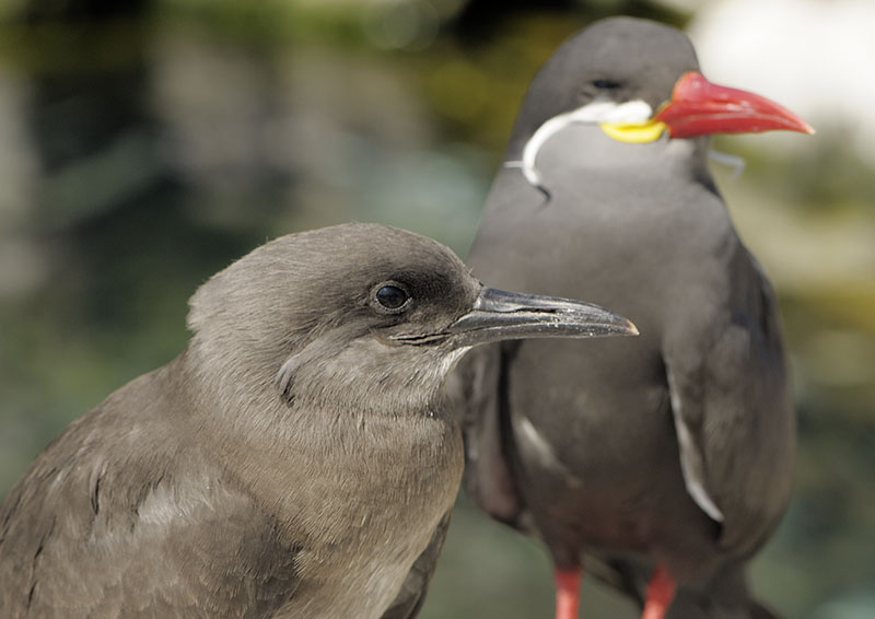 Inca terns