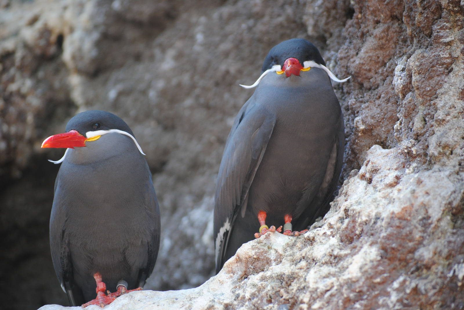 Inca Terns