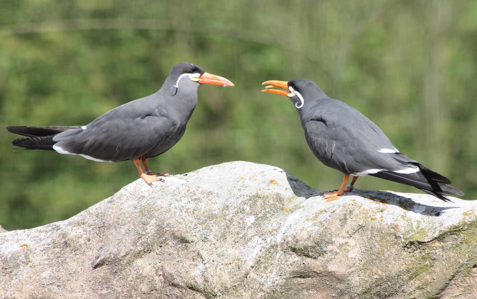 Inca terns