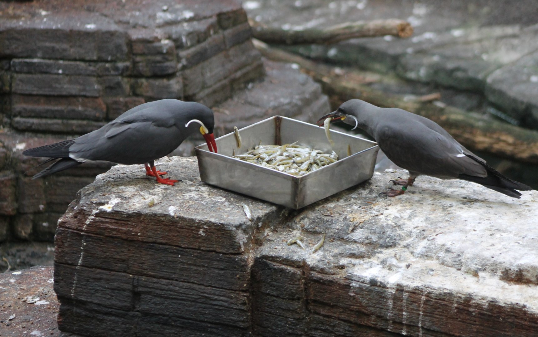 Inca terns