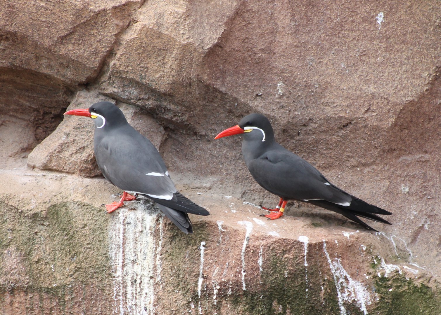 Inca terns